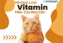 Những Loại Vitamin Nào Mèo Của Bạn Cần?