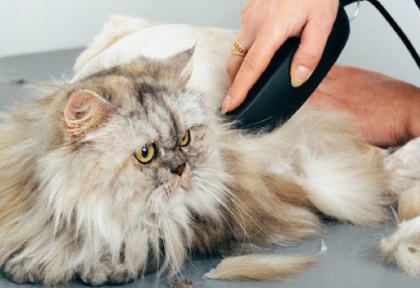 Có nên cắt lông cho mèo – 5 điều đúng và sai