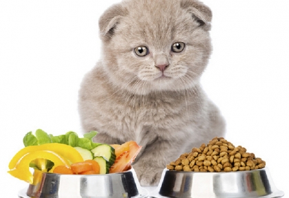 Những tiêu chí quan trọng cần biết khi chọn thức ăn chó mèo